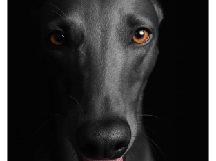 Whippet – Duns Creek