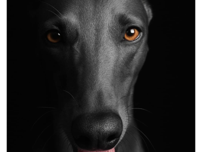 Whippet – Duns Creek