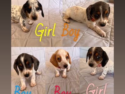 Dachshund – Gulgong