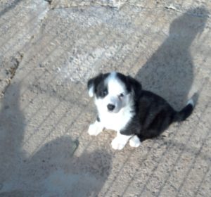 Cardigan Welsh Corgi – Leeton