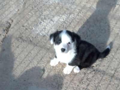 Cardigan Welsh Corgi – Leeton