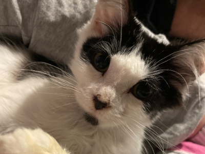 Domestic Medium Hair (DMH) – Blacktown