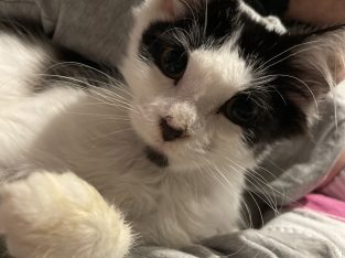 Domestic Medium Hair (DMH) – Blacktown