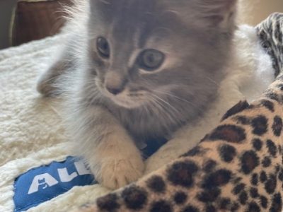 Ragdoll – Mount Gravatt East