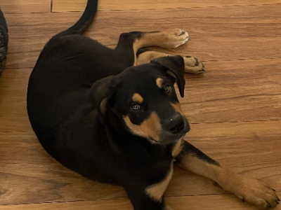 Australian Kelpie – Aratula