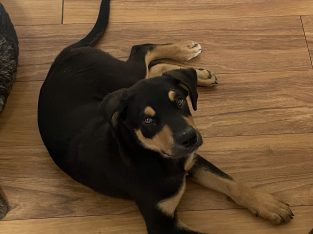 Australian Kelpie – Aratula