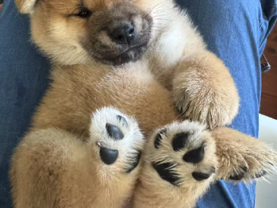 Shiba Inu – Leppington