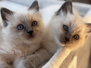 Ragdoll – Ferntree Gully