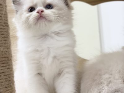 Ragdoll – Logan Reserve