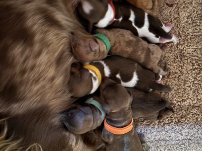 Dachshund – Port Macquarie