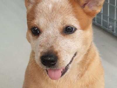 Australian Stumpy Tail Cattle Dog – Aramara