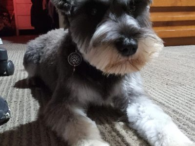 Schnauzer (Miniature) – Wilton