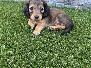 Dachshund – Parmelia