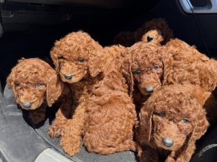 Poodle Standard – Caversham