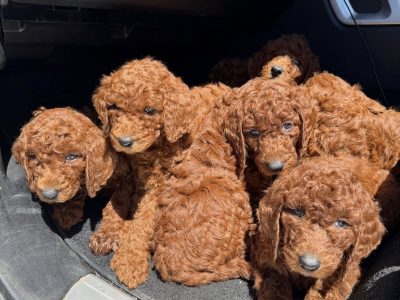 Poodle Standard – Caversham