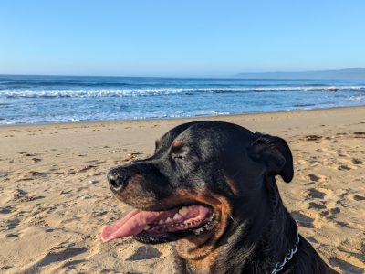 Rottweiler – Melbourne