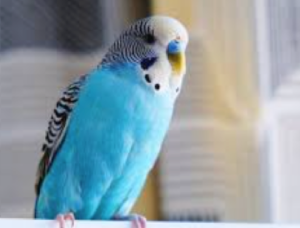 Budgerigar – Concord
