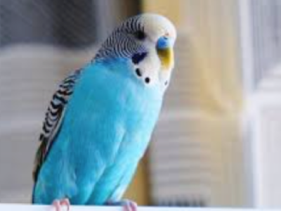 Budgerigar – Concord