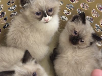 Ragdoll – Craigieburn