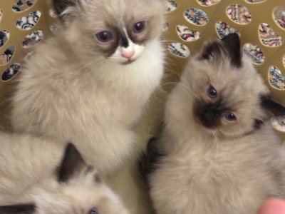 Ragdoll – Craigieburn