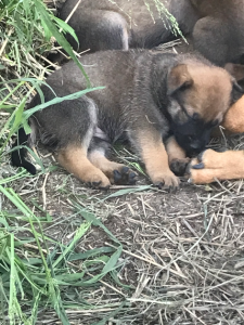 Belgian Malinois – Bouldercombe
