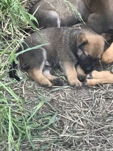 Belgian Malinois – Bouldercombe