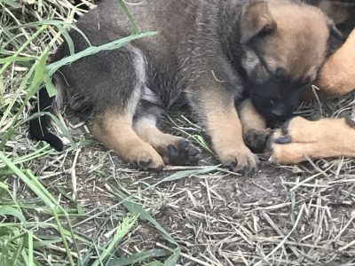 Belgian Malinois – Bouldercombe
