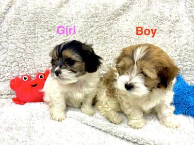 Maltese Shih Tzu – Wyndham Vale