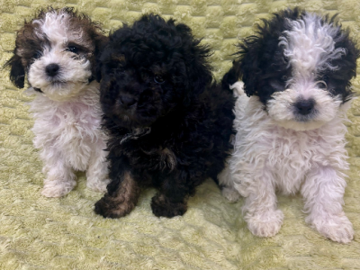 Toy Moodle – Wyndham Vale