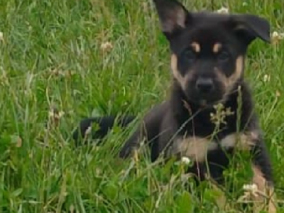 Dogs – Junction Village