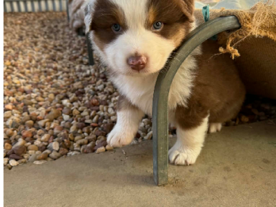 Australian Shepherd – Warwick