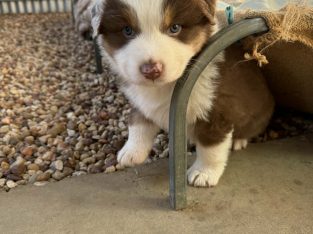 Australian Shepherd – Warwick
