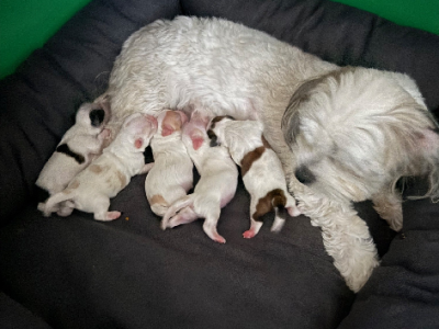 Maltese Shih Tzu – Leanne