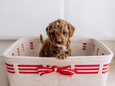 Cavoodle – Briar Hill