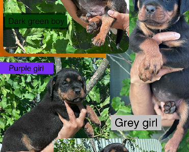 Rottweiler – Broken Hill