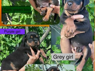 Rottweiler – Broken Hill