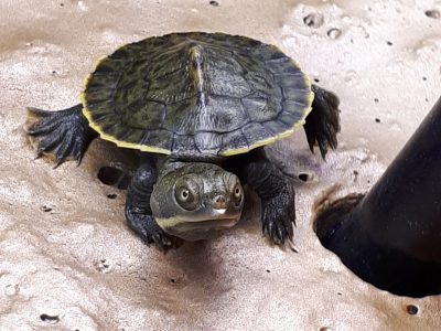Murray River Turtle – Chermside