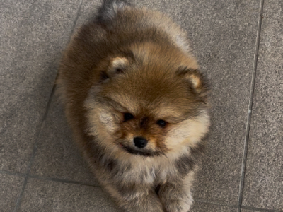 Pomeranian – Sydney