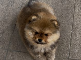 Pomeranian – Sydney