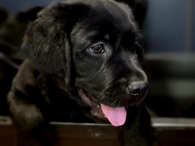 Labrador – Playford