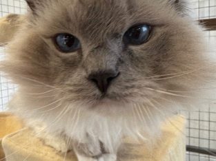 Ragdoll – Keysborough