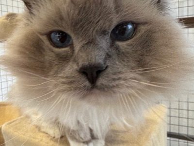Ragdoll – Keysborough