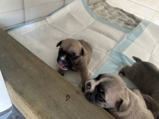 French Bulldog – Windsor