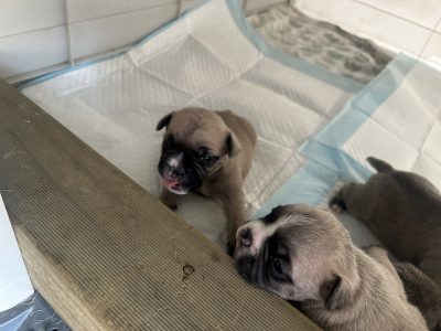 French Bulldog – Windsor