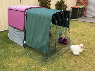 Birds – Traralgon East