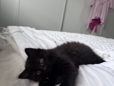 Persian – Greenbank