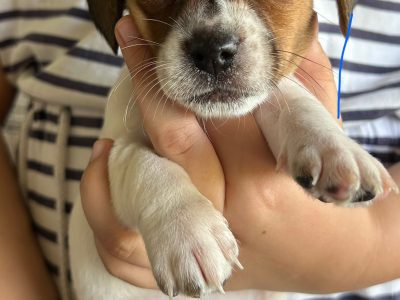 Jack Russell – Roma