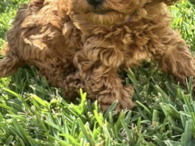 Toy Poodle – North Strathfield