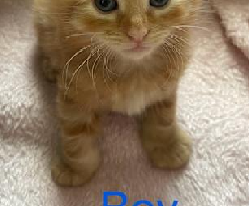 Domestic Short Hair (DSH) – The Ponds