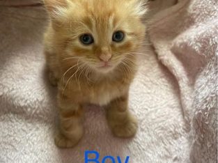 Domestic Short Hair (DSH) – The Ponds